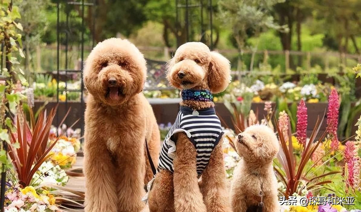 什么狗体味小干净不掉毛,什么狗最干净不掉毛