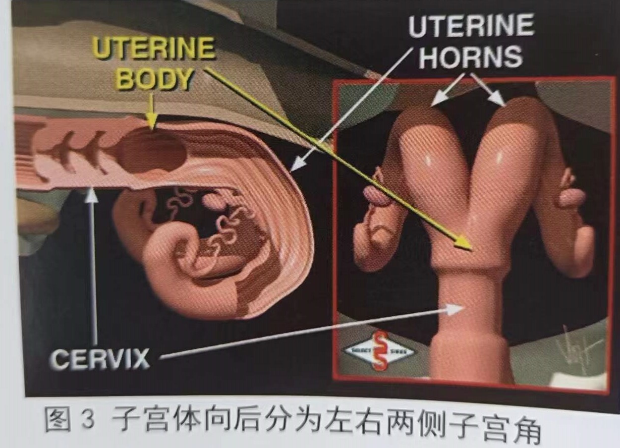 母牛的生殖生理解剖,母牛生殖器官结构及生殖生理