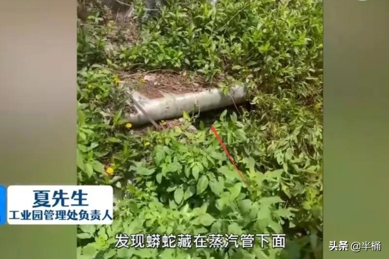 蛇出没的地方怎样预防,野外遇到蛇注意事项