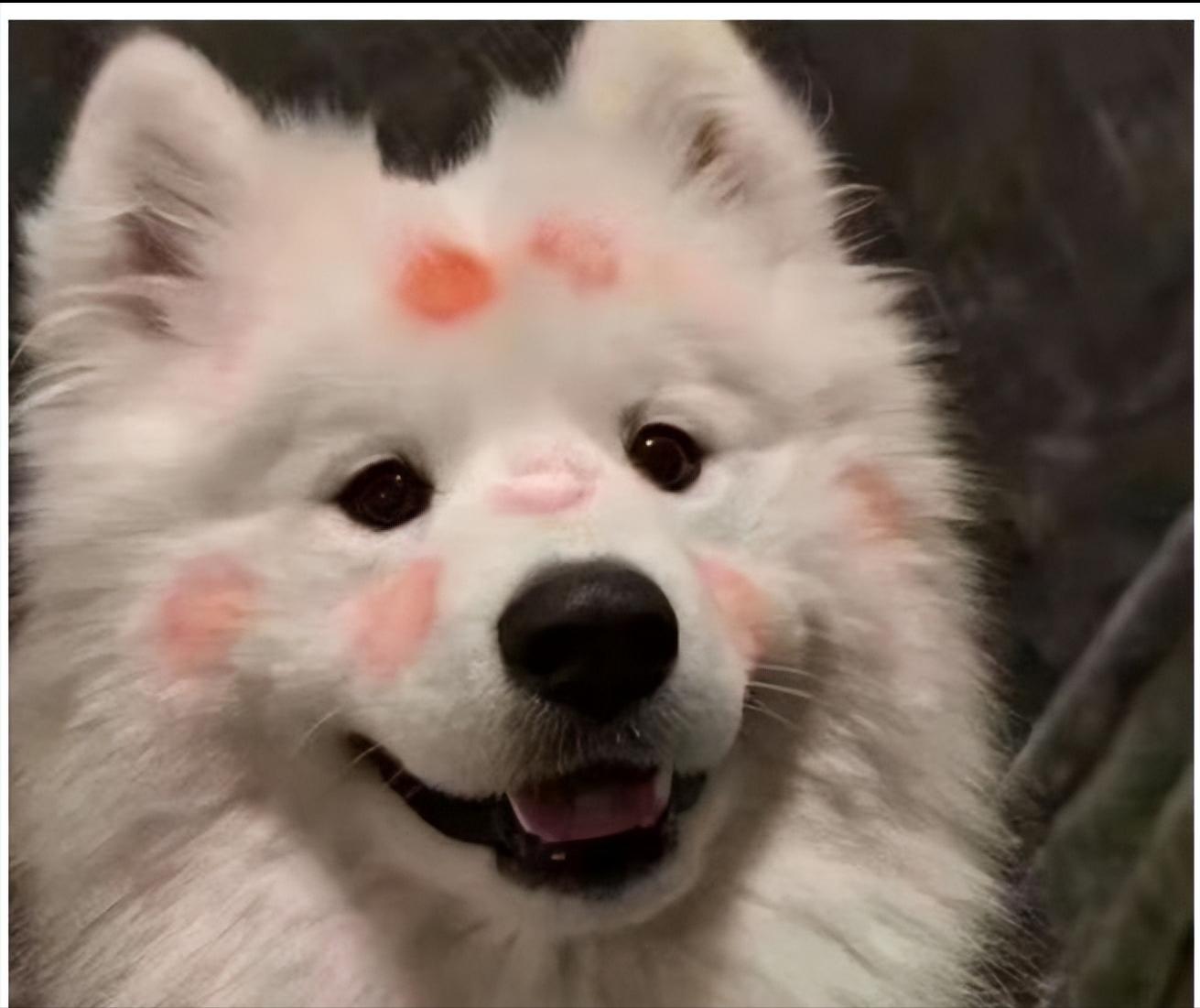 公狗绝育后蛋蛋会退化吗,公狗绝育后体型会变大吗