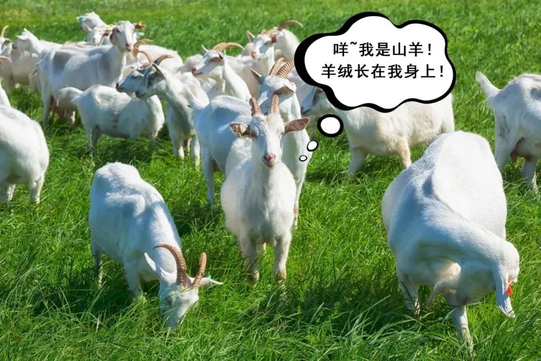 鄂尔多斯羊绒衫真假鉴别,别被骗了这才是真正的纯桑蚕丝