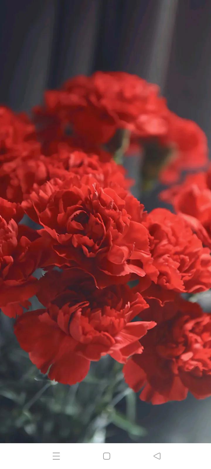 你的生日是哪种颜色的花,你的生日是几月对应什么花