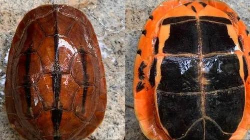 金钱龟的生物学特性及人工繁殖,野生金钱龟的生活习性