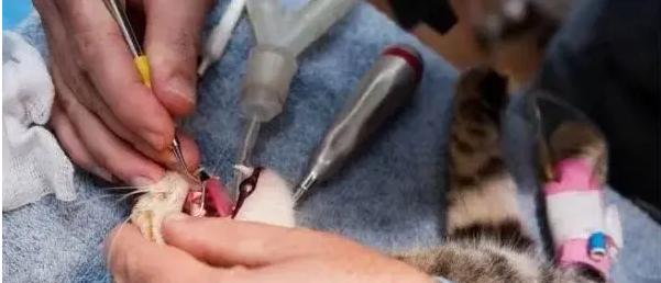 不麻醉怎么给猫洗牙,犬猫洗牙的方法步骤及注意事项