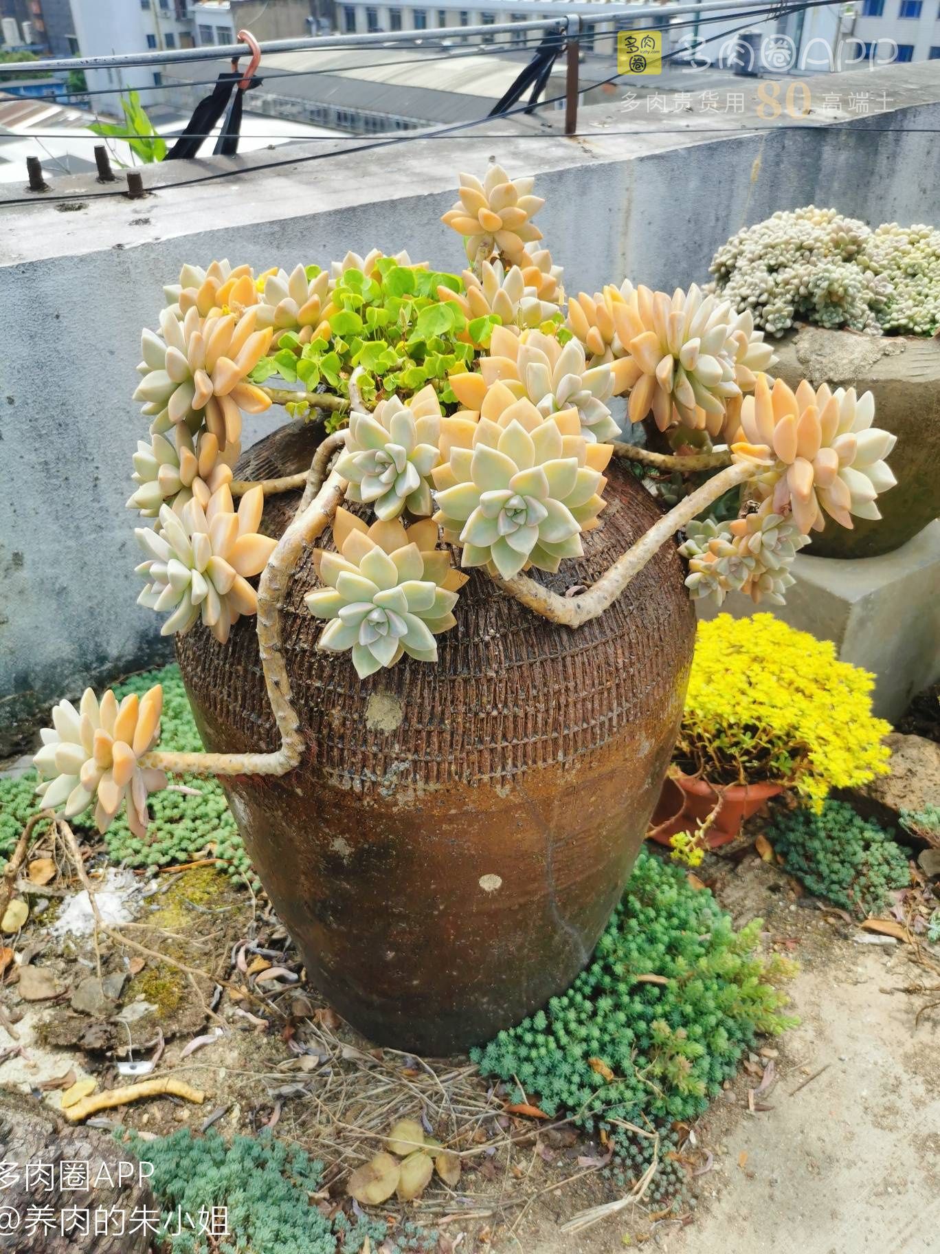 夏季高温多肉叶片软了一碰就掉,夏天多肉掉叶子怎么养