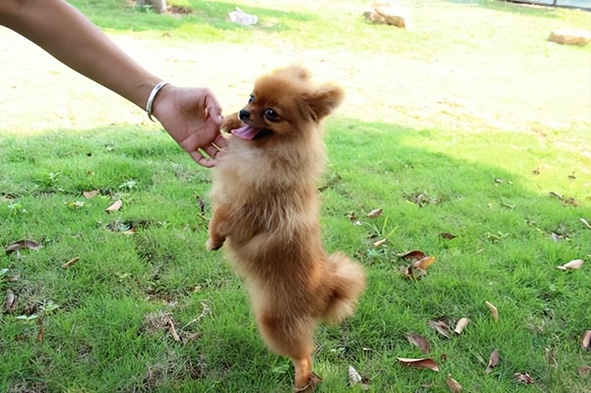 为什么许多人不喜欢养博美犬,博美犬的优点和缺点