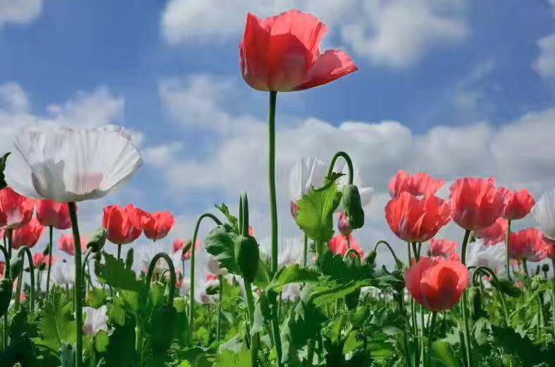 如果一场恋爱，美丽得要用生命作为代价，我宁愿它从来没有发生过