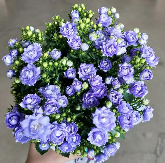 丹麦风铃花枯萎了怎么办养护技巧,丹麦风铃很多花苞不开花怎么处理