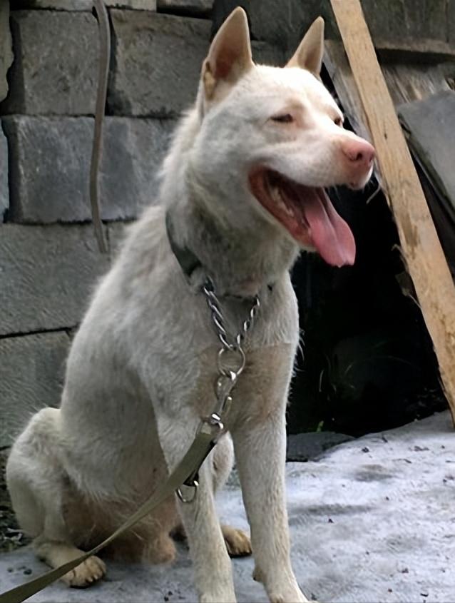 下司犬为什么不建议养,怎么养下司犬