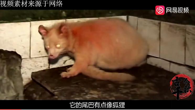 江西老汉活捉神兽,江西老汉捉到不明动物