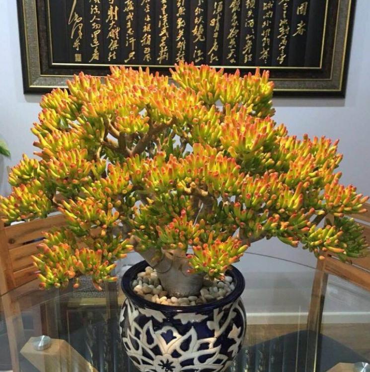 “客厅养树，十有九富”！老祖宗留下的“规矩”，说的太有道理了