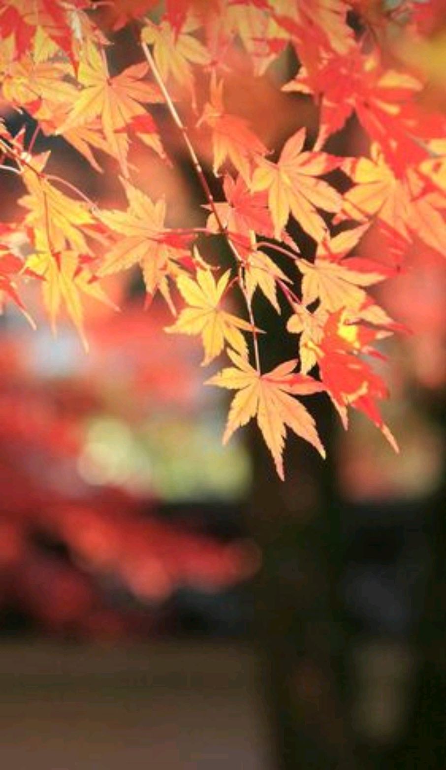 认真生活未来可期的散文,散文心存美好人生安然无恙