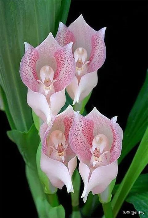 五颜六色的花朵养眼舒心,灵动秀美的花朵图片