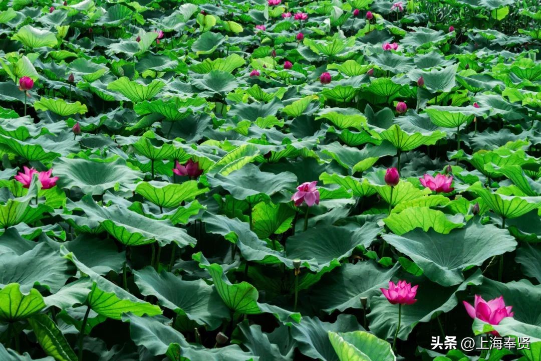 流“莲”忘返！来南桥这些地方邂逅夏天的浪漫→