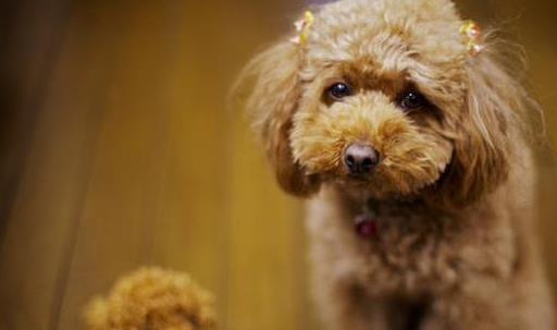 松狮犬的正确养法,松狮如何培养生活习惯