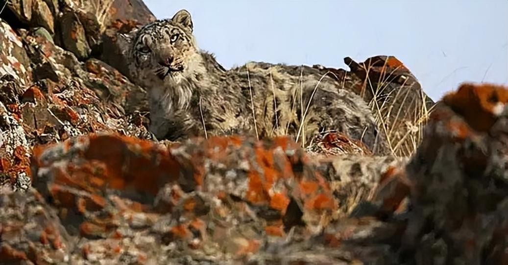 08年新疆牧民捡两只猫崽,新疆牧民捡猫发现是雪豹