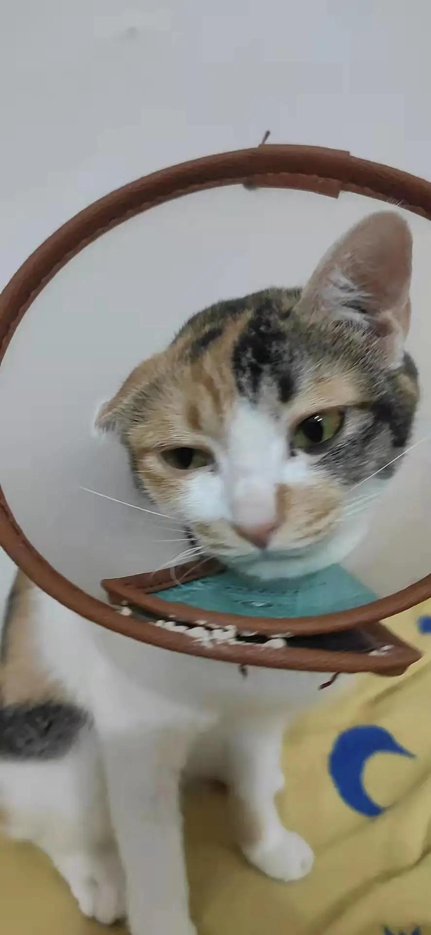 “猫咪发情，可以用棉签帮它爽爽吗？”