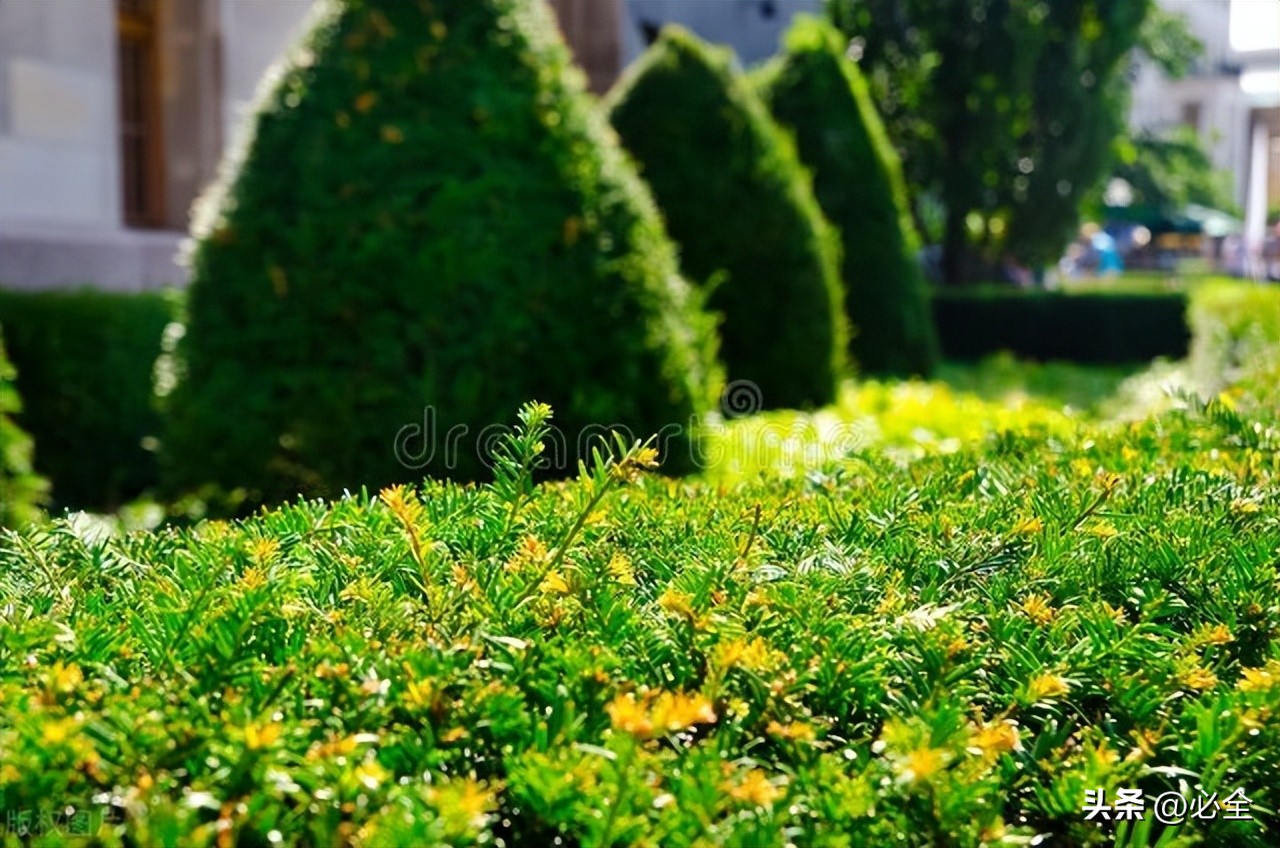 绿篱的种植标准,常见绿篱浇水及修剪要求