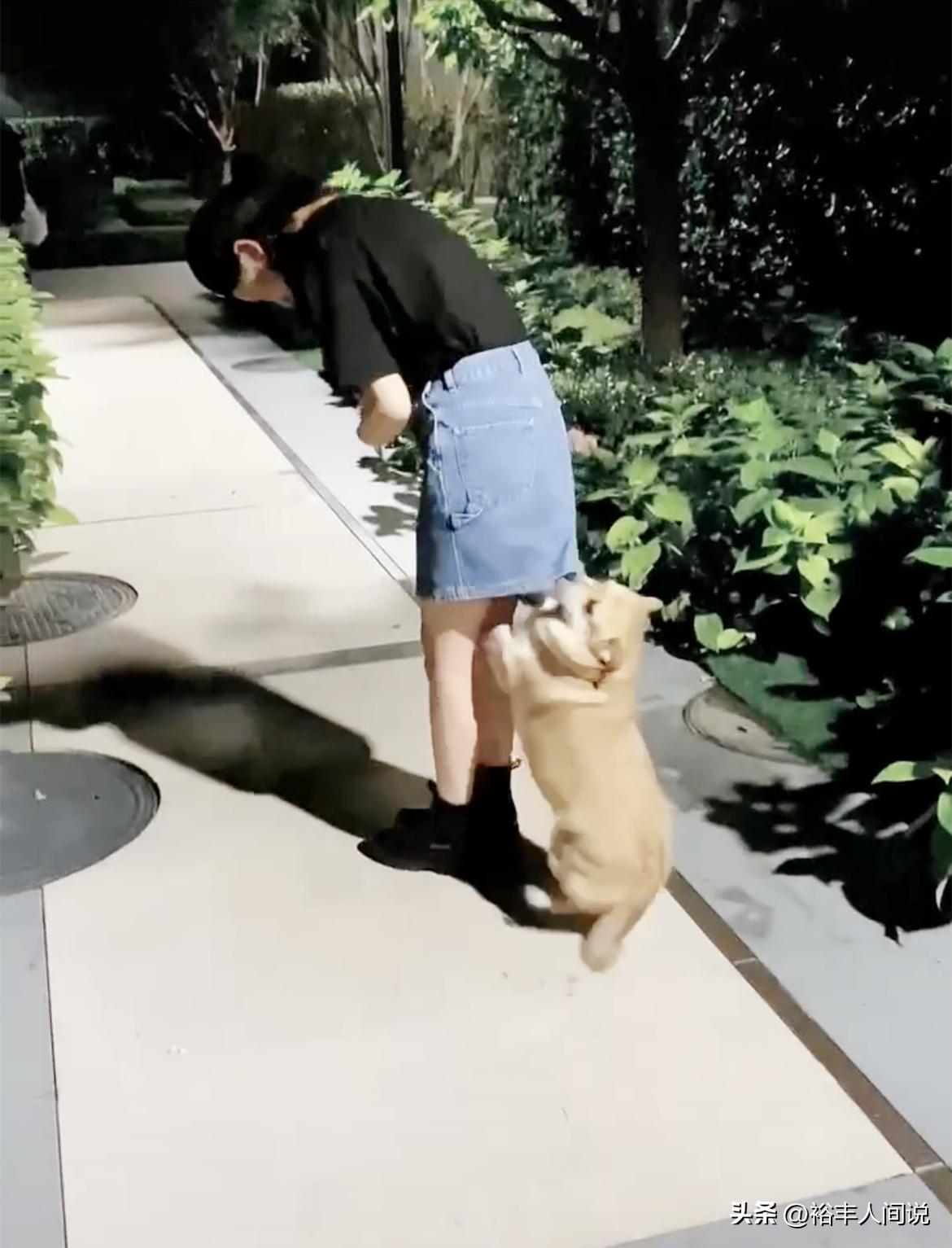 陈乔恩携老公回北京遭狠批!时隔两年见爱犬好激动,全程没有牵绳