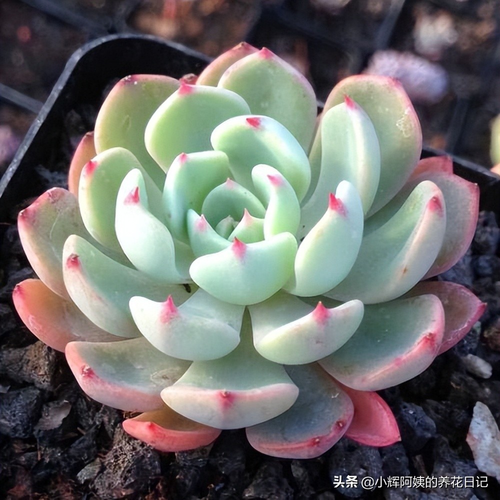 多肉银星,多肉卡罗尔简介