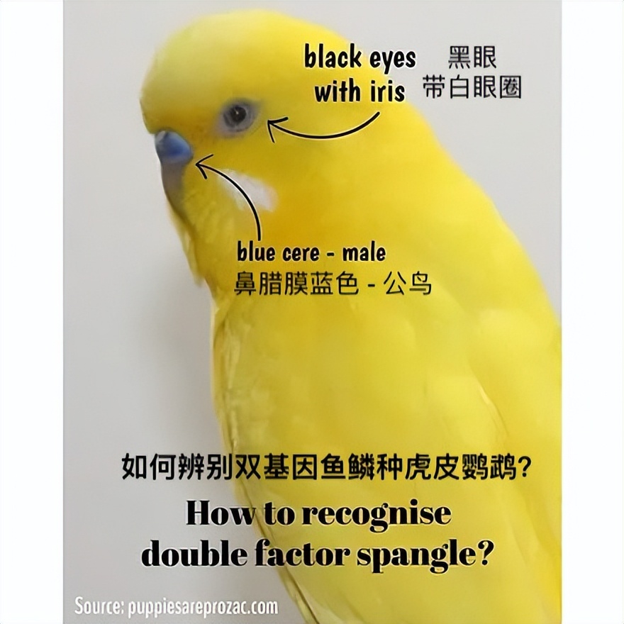 虎皮鹦鹉绿和蓝哪个基因强,虎皮鹦鹉白化红眼基因