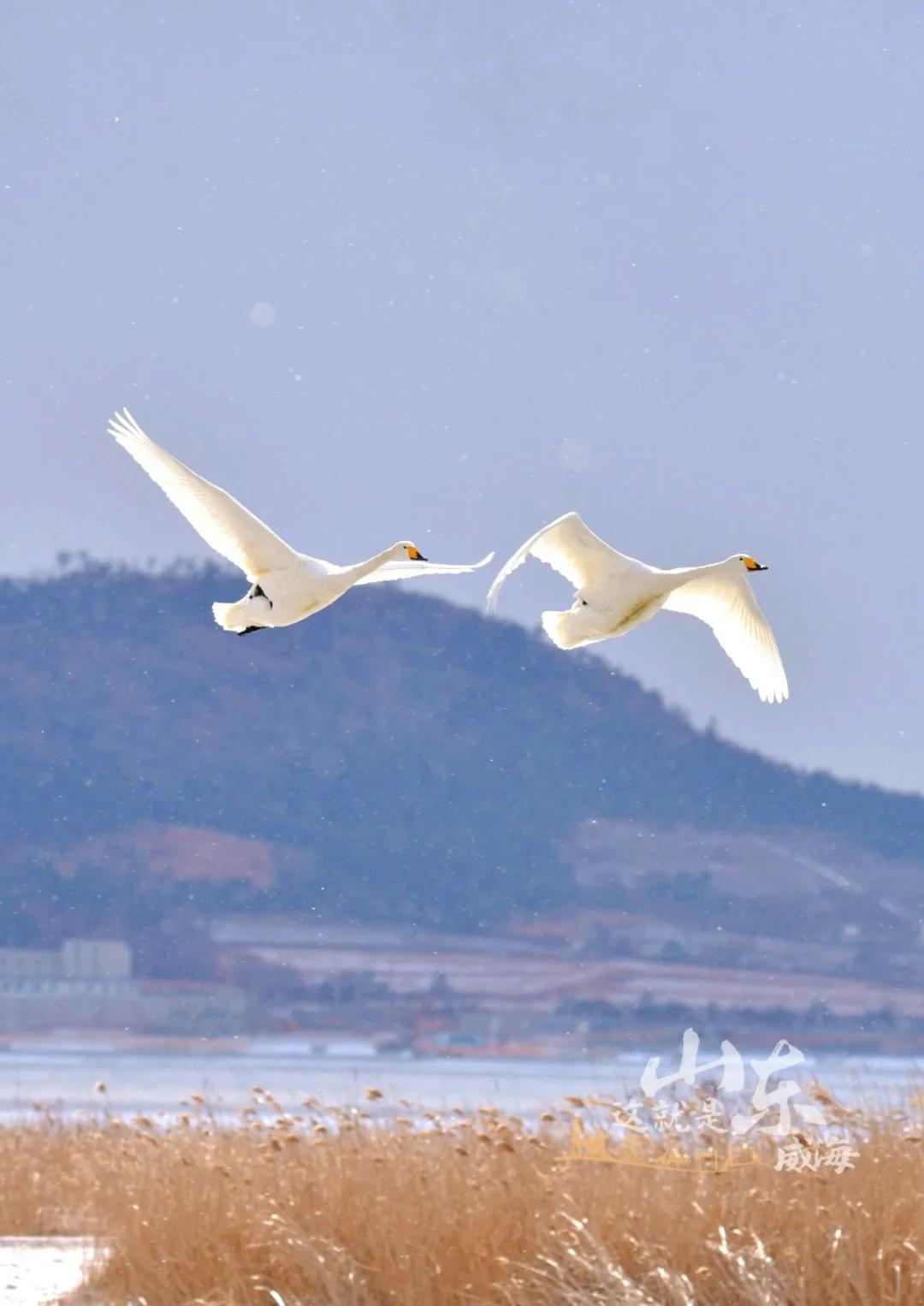 这就是威海,威海这几天天气
