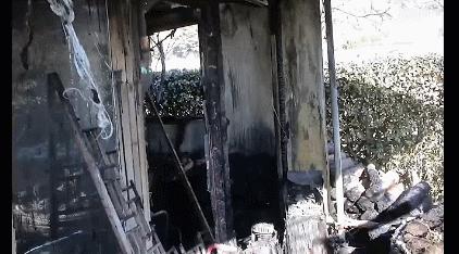 养猫有细菌浪费钱吗,养猫有用吗