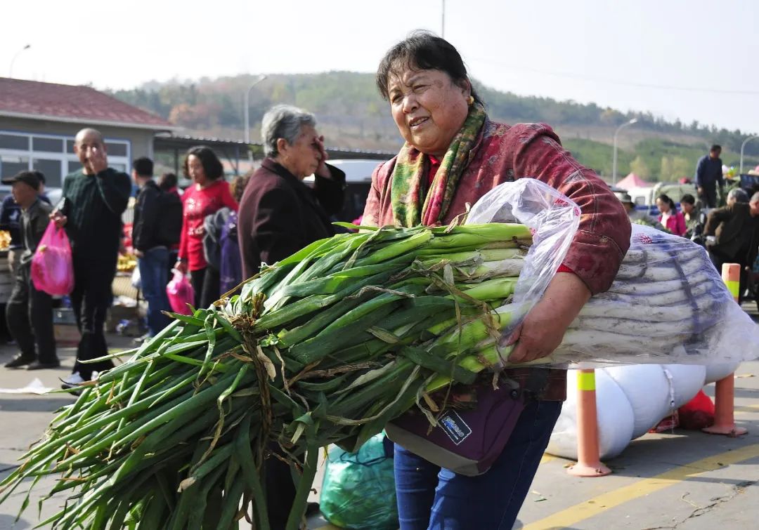 为什么叫山东大葱,为什么大葱用葱白不用葱绿