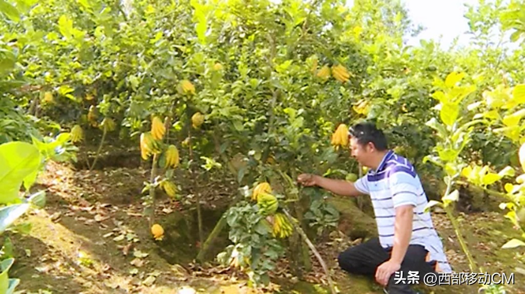 云南贫困山区返乡创业,云南通海农村地摊创业青年