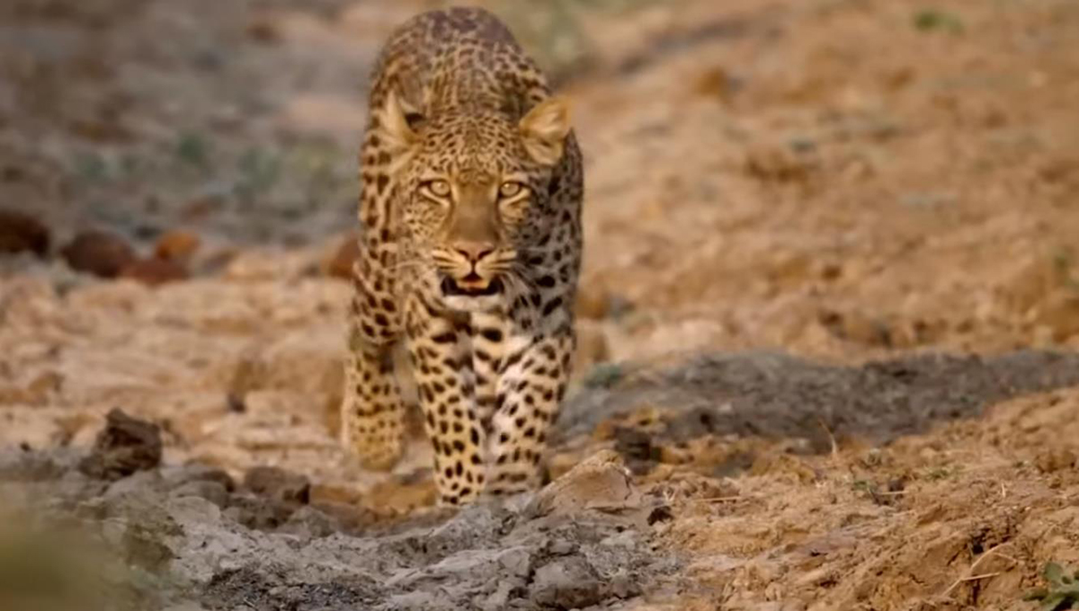 湖北发现豹子,湖北恩施发现野生豹