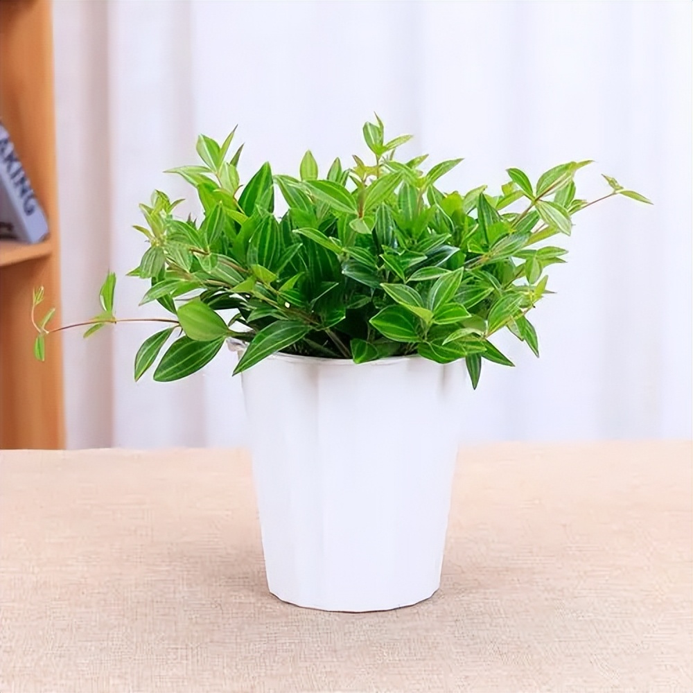 墨叶碧玉翡翠椒草,翡翠碧玉椒草