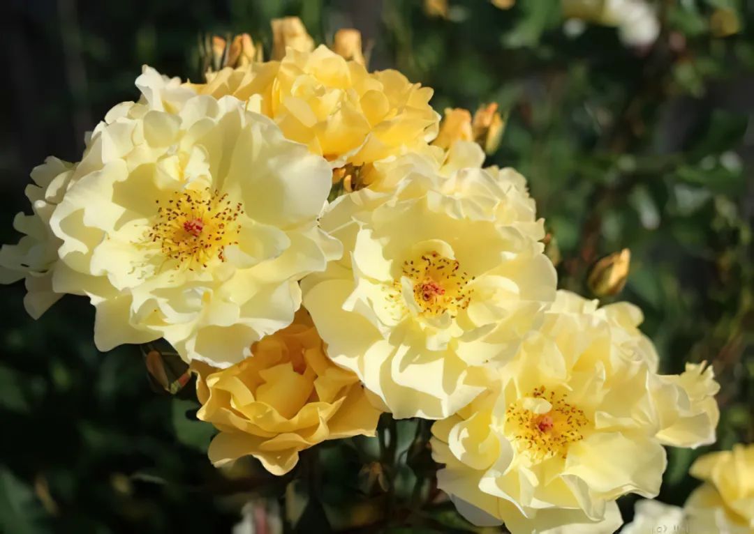 比较鲜又好养的月季品种,最值得养的大花浓香月季品种