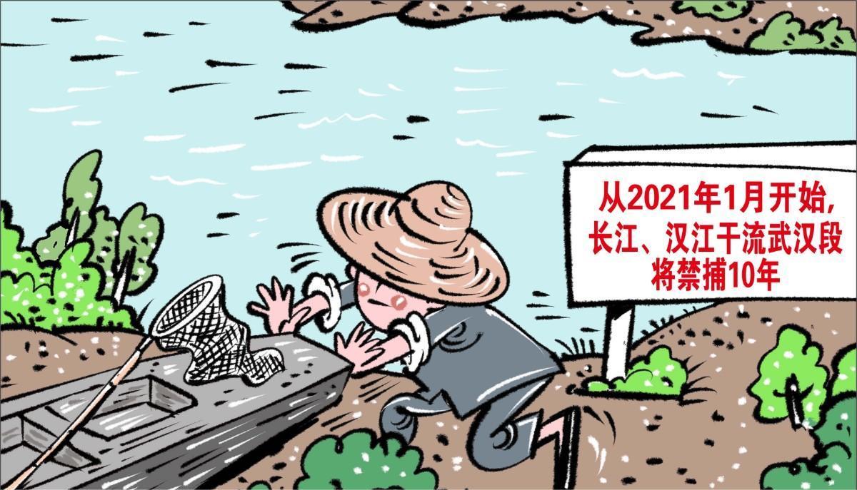 长江十年禁渔为什么鱼越来越少,长江十年禁渔后鱼怎么变多了