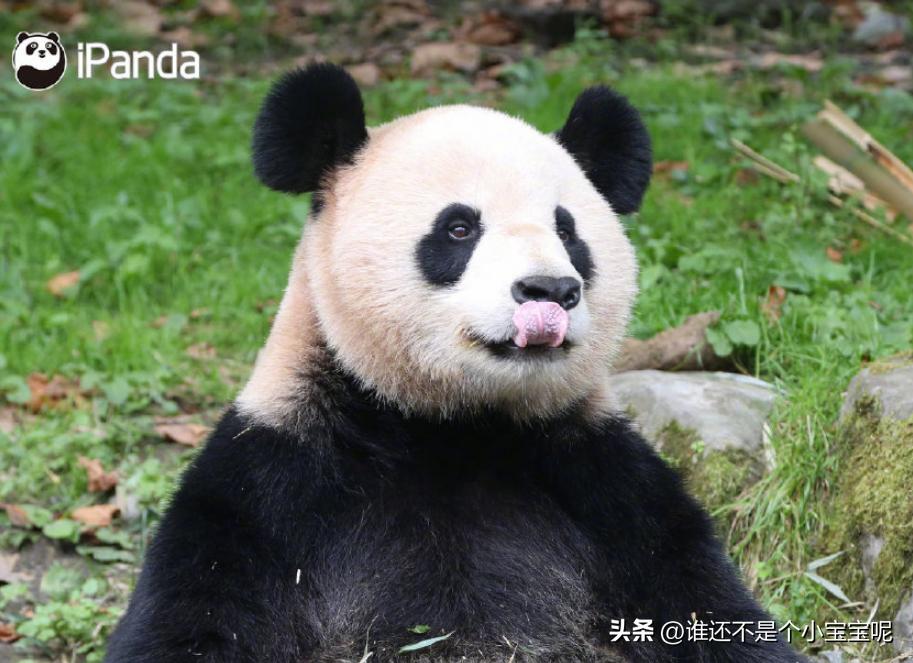 大熊猫喜妹咬伤饲养员,每天认识一只大熊猫