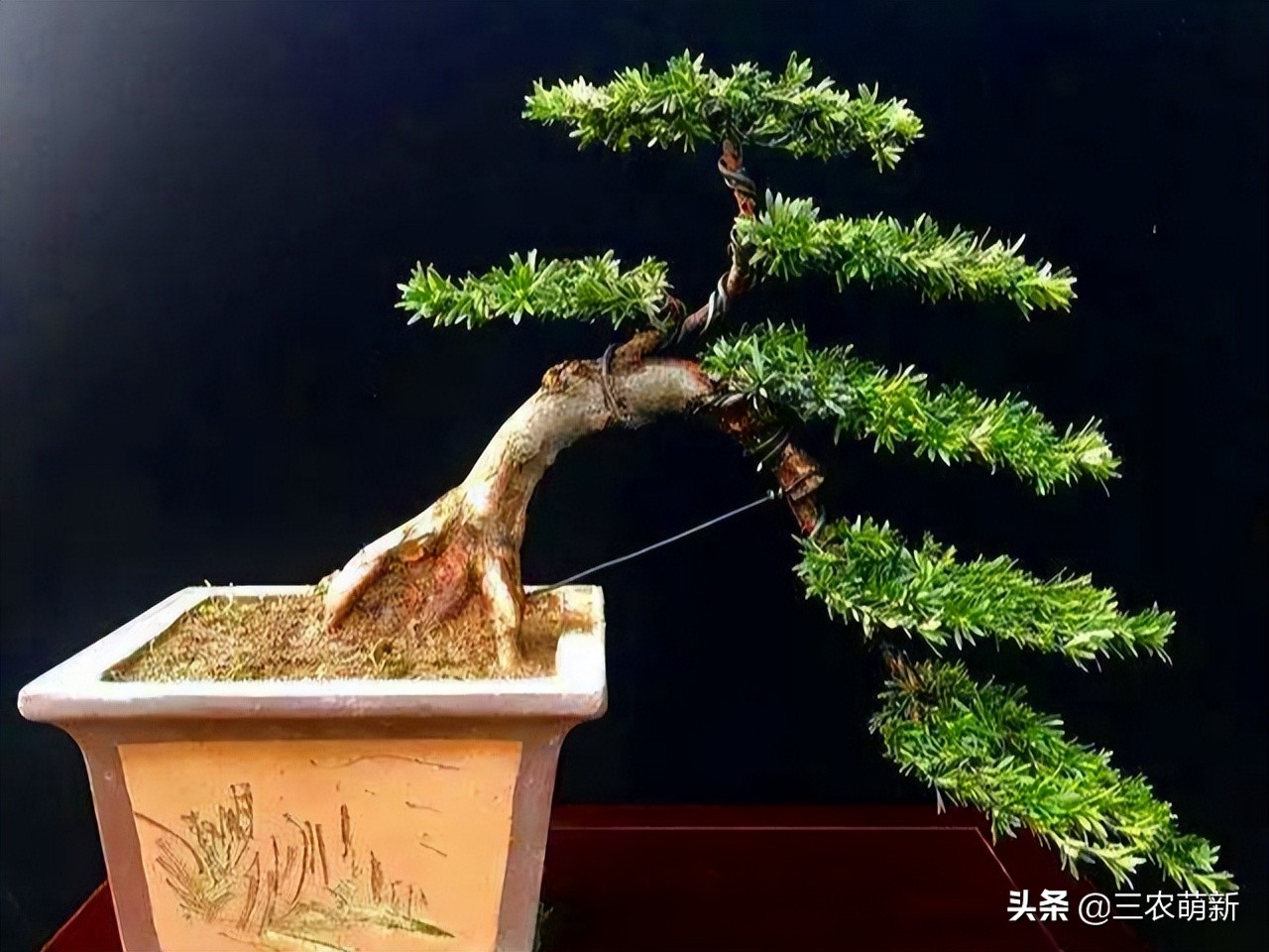 家有罗汉松代代不用愁,家有罗汉松代代出富翁