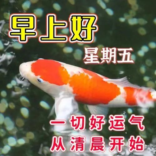 星期三早安创意早上好问候语图片,最新周五早上好问候语表情包