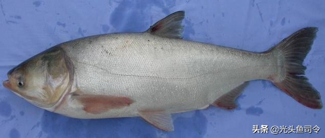四大家鱼最深能生活在多少米,淡水鱼最大多大