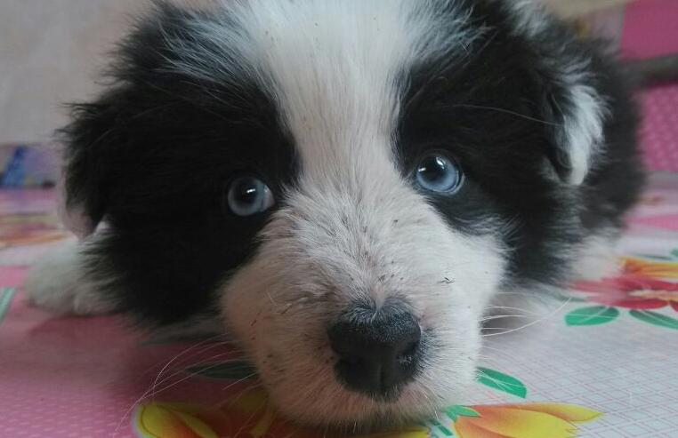 咖色阴阳脸边牧犬就不纯了吗,金边牧犬纯种和不纯长大区别