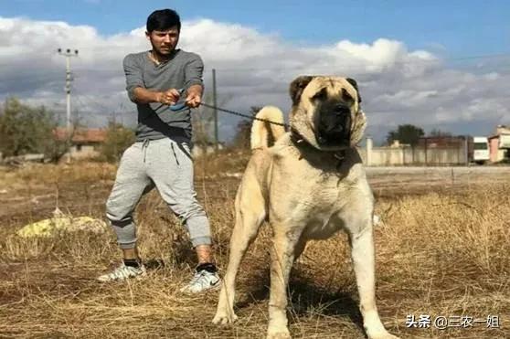 被狗追咬的正确处理,被狗追咬该怎么防身