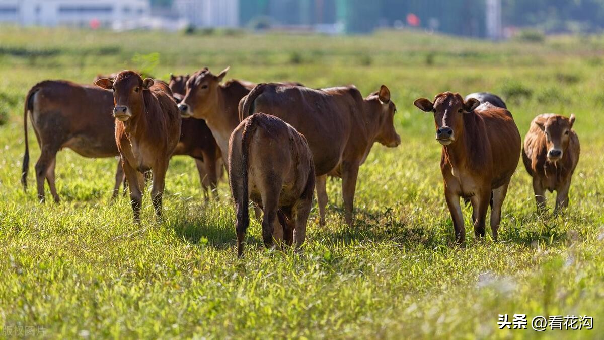 河南西华县是哪个市,西华县各个地方的介绍