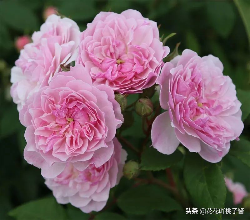 2019月季新品种金奖,超新品月季有哪些品种