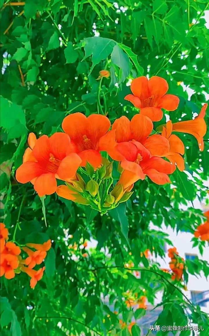 鸟语花香百花争艳让人陶醉,宁静祥和鸟语花香