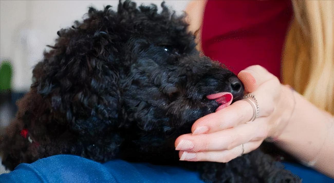 泰迪犬总会“舔人”，很脏吗？别误会，其实它想跟你说这些事
