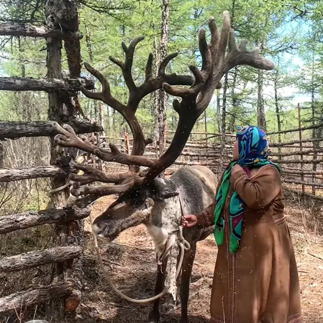 90后小伙玩滑板、说唱,不如回东北养驯鹿