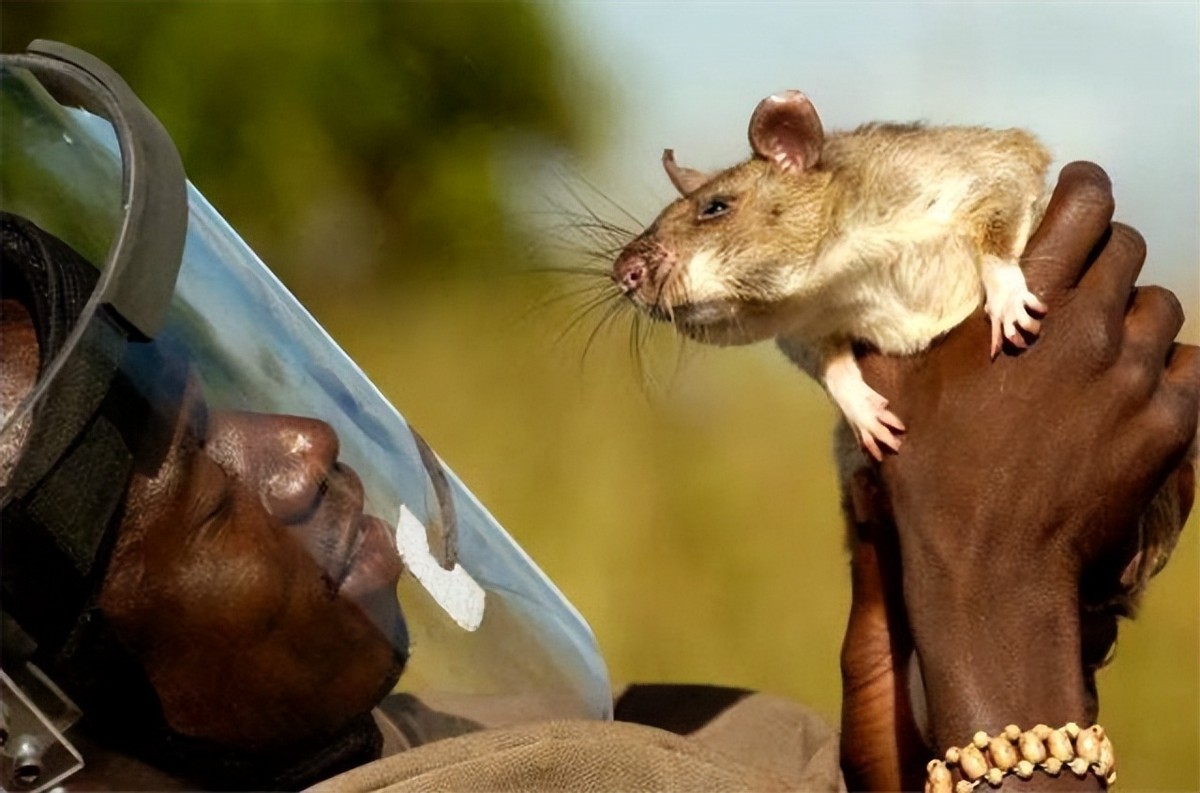 脚踩120万枚地雷，清理最少要4000年，非洲人用笨办法搞定