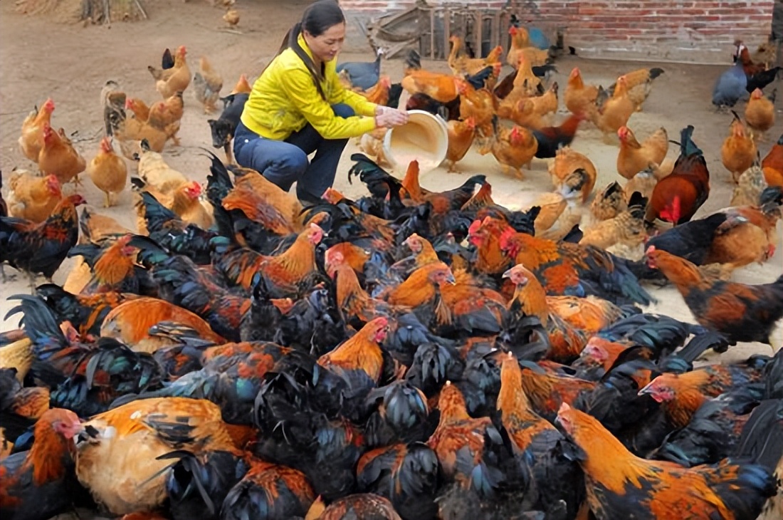 北京的养殖业发展前景,农村养殖业有发展前景吗