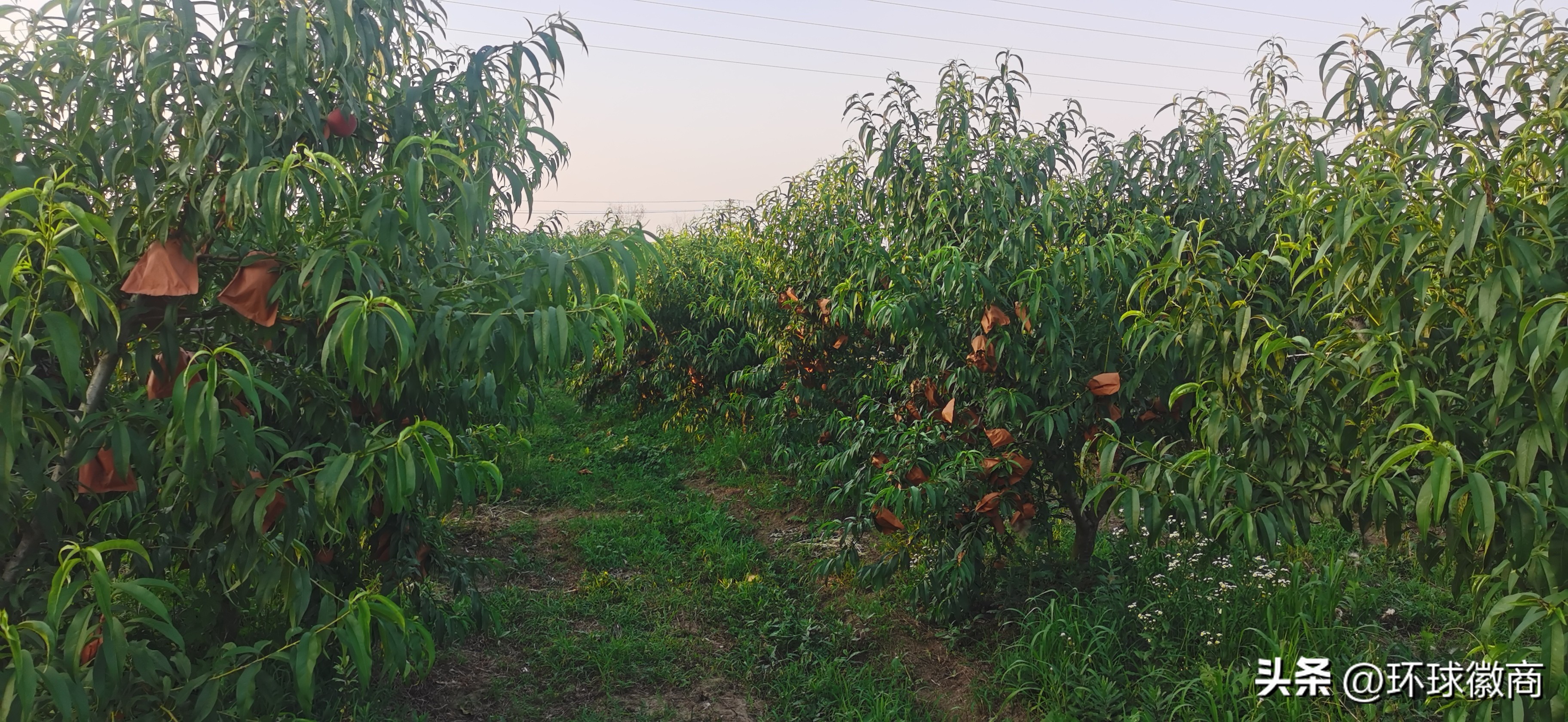 环球徽商万里行走进安徽蒙城桃花源共话发展