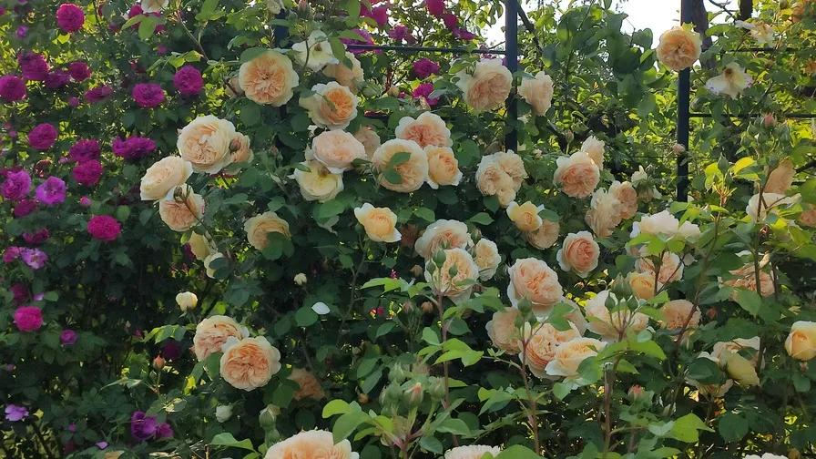 欢笑格鲁吉亚藤本,欢笑格鲁吉亚会变色吗