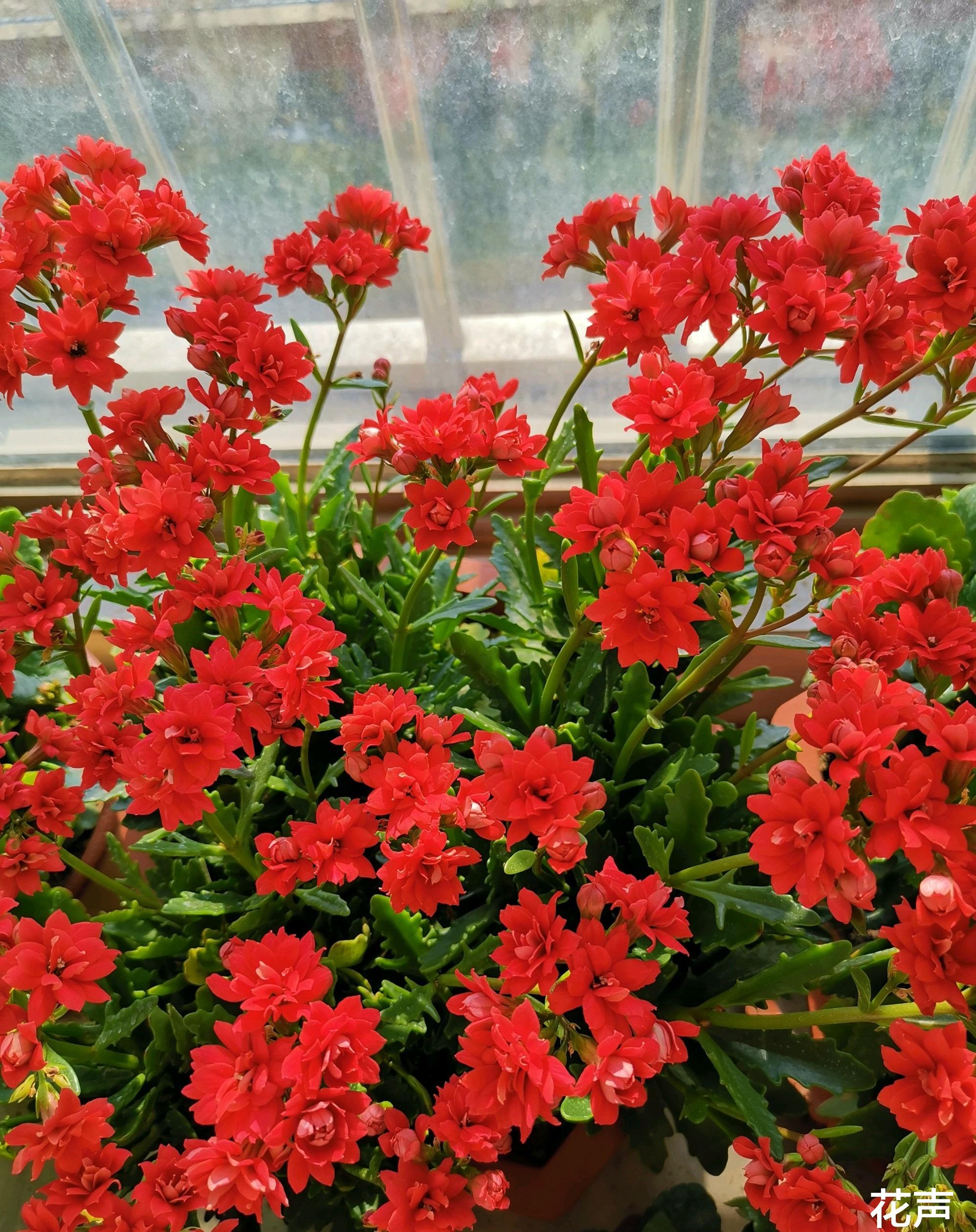 阳台养红苹果月季,红宝石花卉怎么养