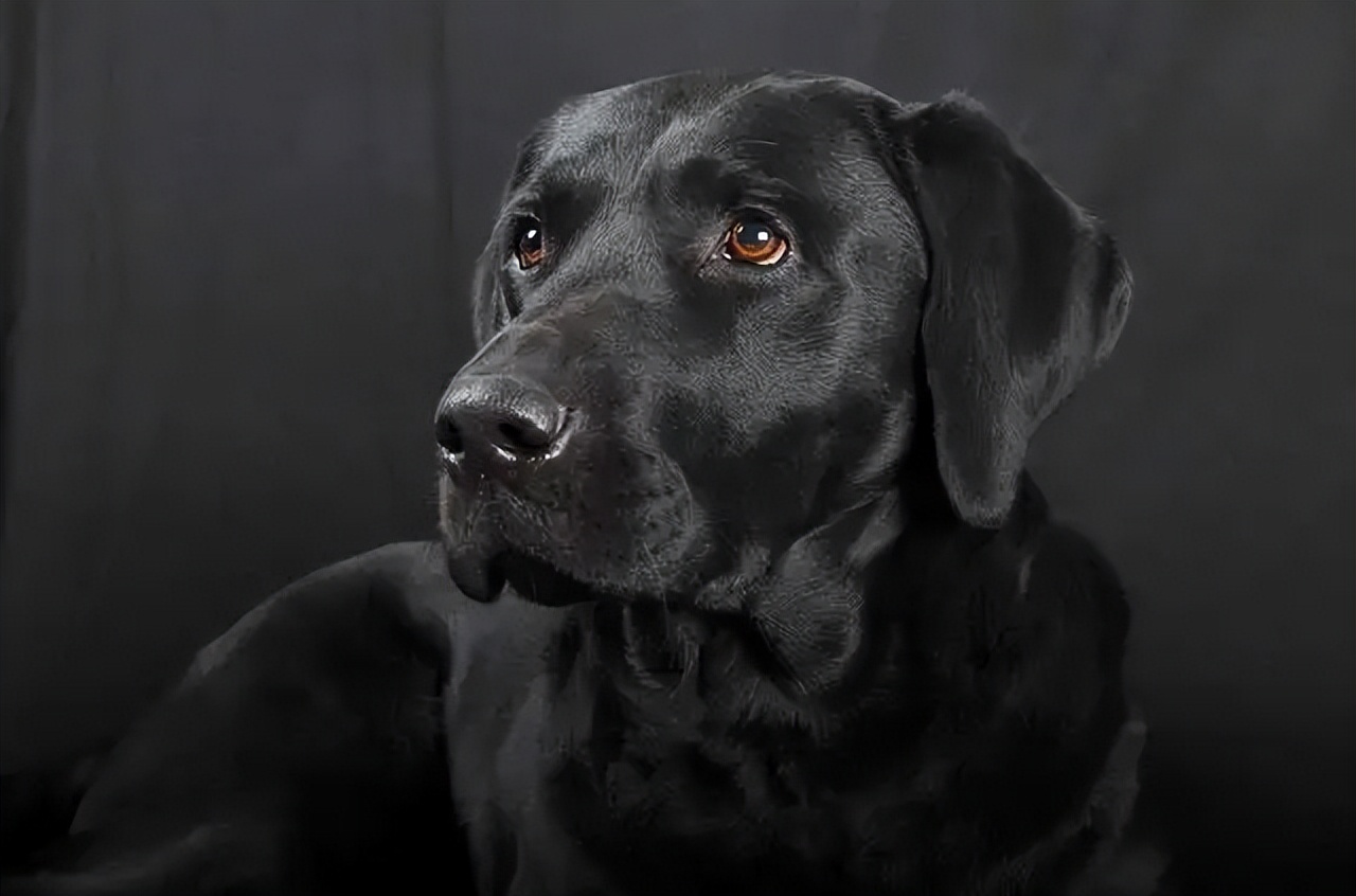 千万不要养黑狗,千万不要养黑色泰迪